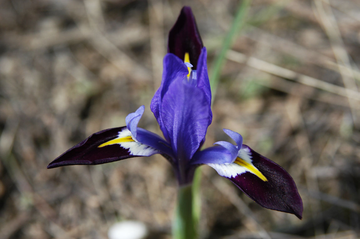 Blue Alpine Lily